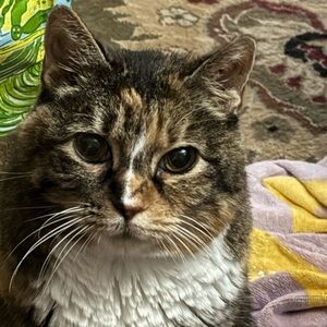 Bundle and save!!  Feel free to make offers!! But not for the cats 😊